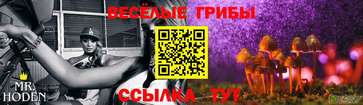 Псилоцибиновые грибы Psilocybe Владикавказ